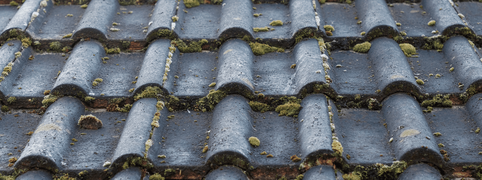 Best Cleaning Solution for Asphalt Shingles  