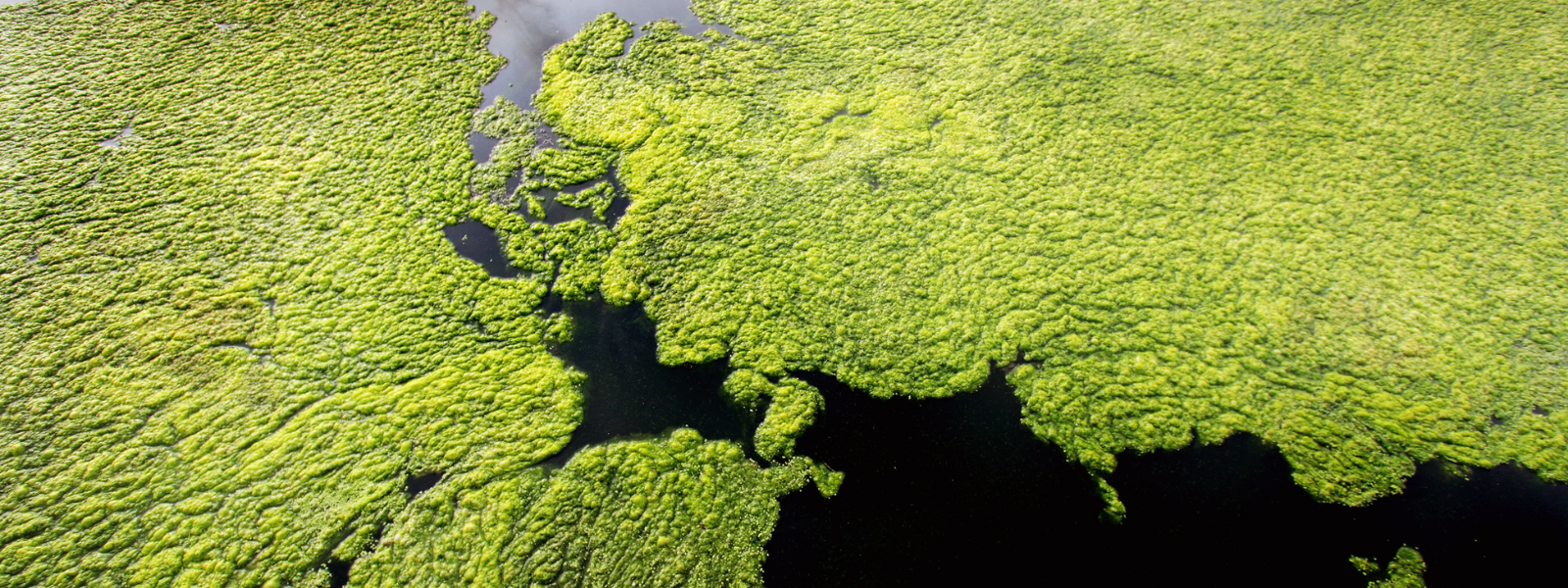 Anti-Algae Chemicals: Preventing Algae Growth  